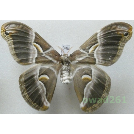 Samia cynthia (Drury, 1773) female ex. ovo China 106mm34k